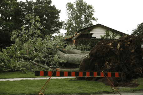 Fallen tree with exposed root system crashes into house roof after storm damage