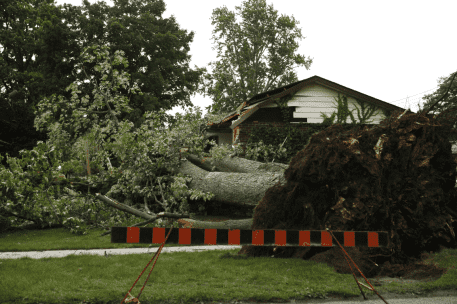 Fallen tree with exposed root system crashes into house roof after storm damage
