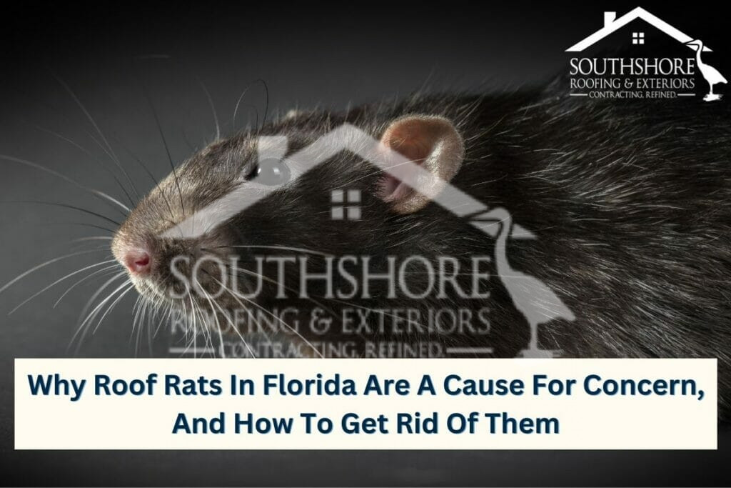 Roof Rats in Florida