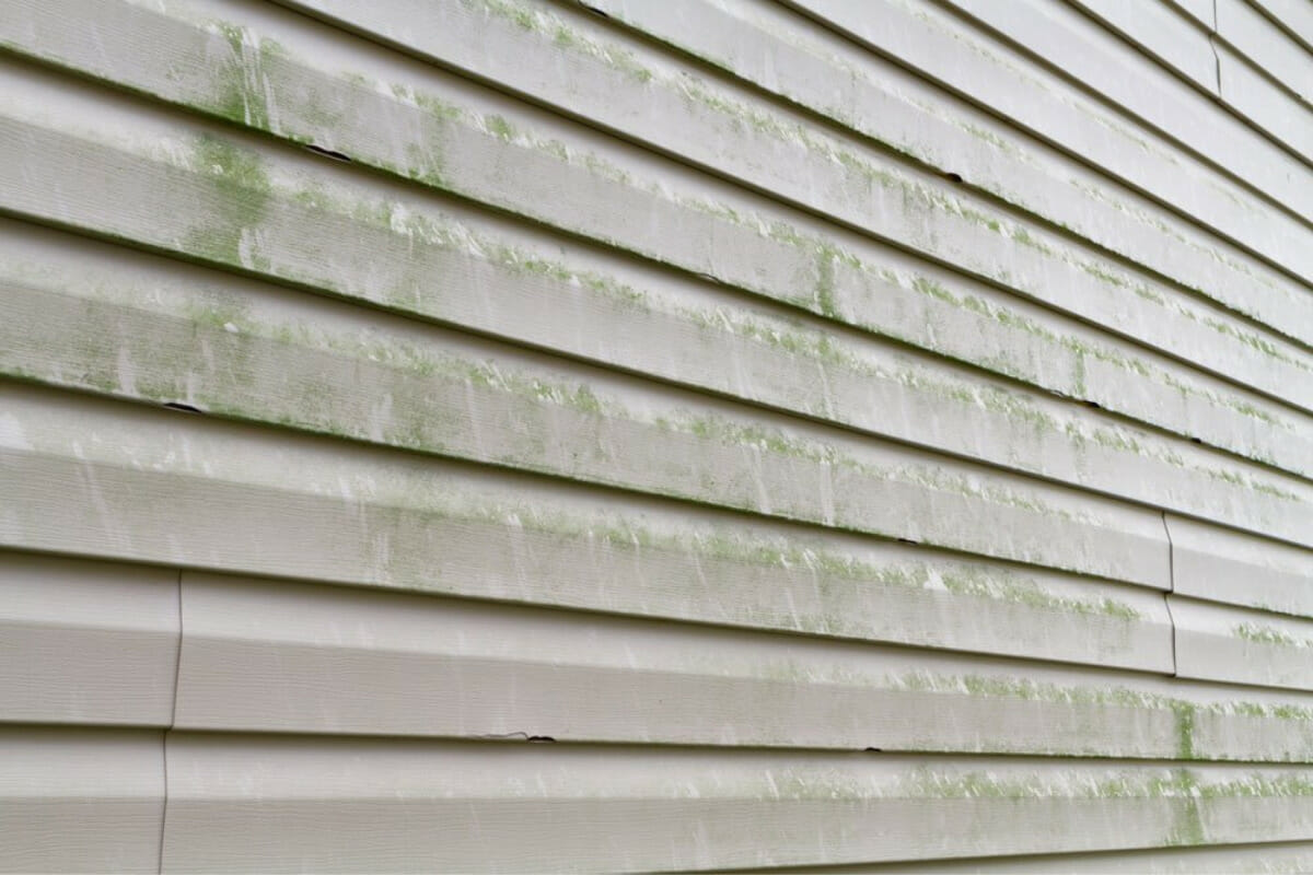 Mold and Mildew Growth In/On Your Siding