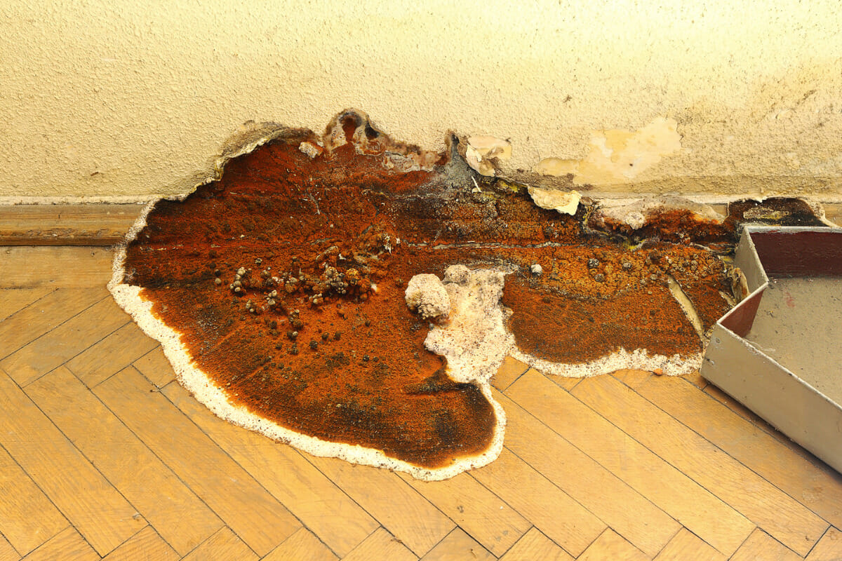 Presence of Dry Rot