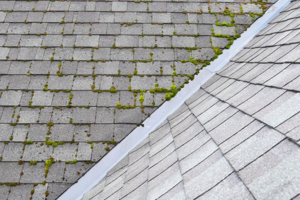 Moss Growth On A Roof