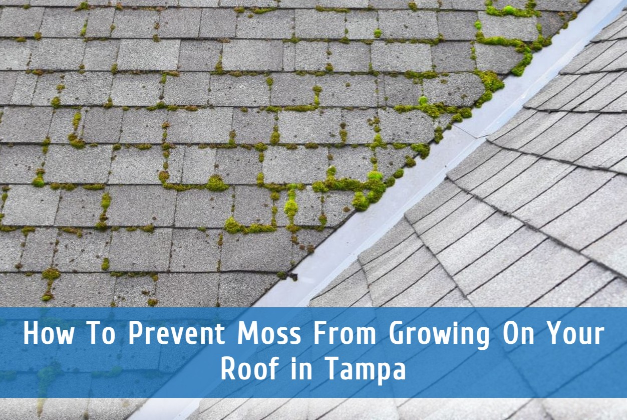 How To Prevent Moss From Growing On Your Roof in Tampa