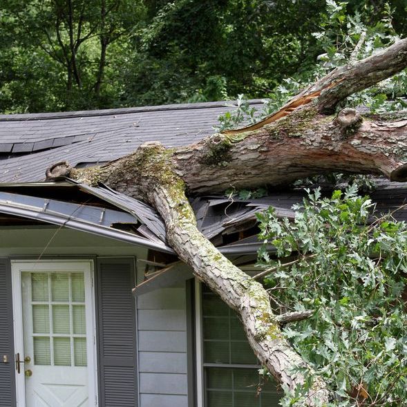 Large tree fallen on house roof causing significant damage
